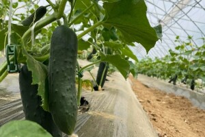 Maksimalno iskoristite plastenik: 4 vrste povrća su najisplatljivije!