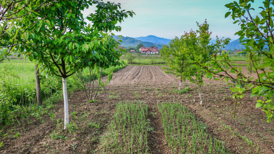 Uzgojite grah, krastavce, krompir, luk u mladom voćnjaku