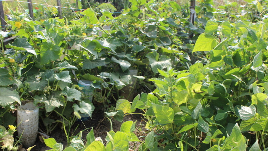 Uzgoj krastavaca - pored kojeg bilja ga saditi?