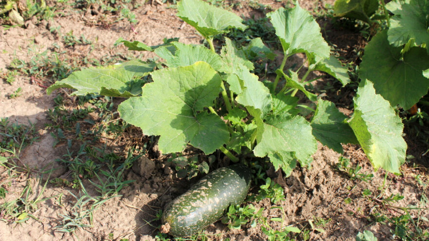 Zašto na tikvicama nema plodova i kako prevenirati ovu pojavu?