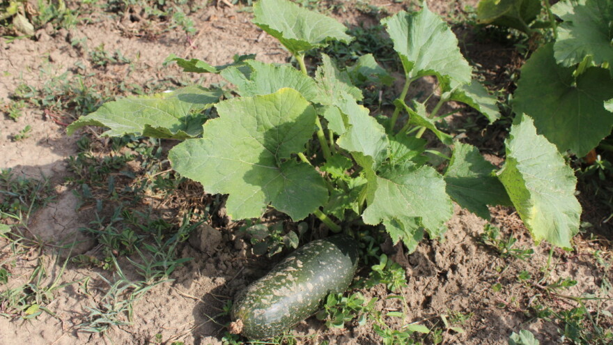 15 milijuna kuna za očuvanje, održivo korištenje i razvoj genetskih izvora u poljoprivredi