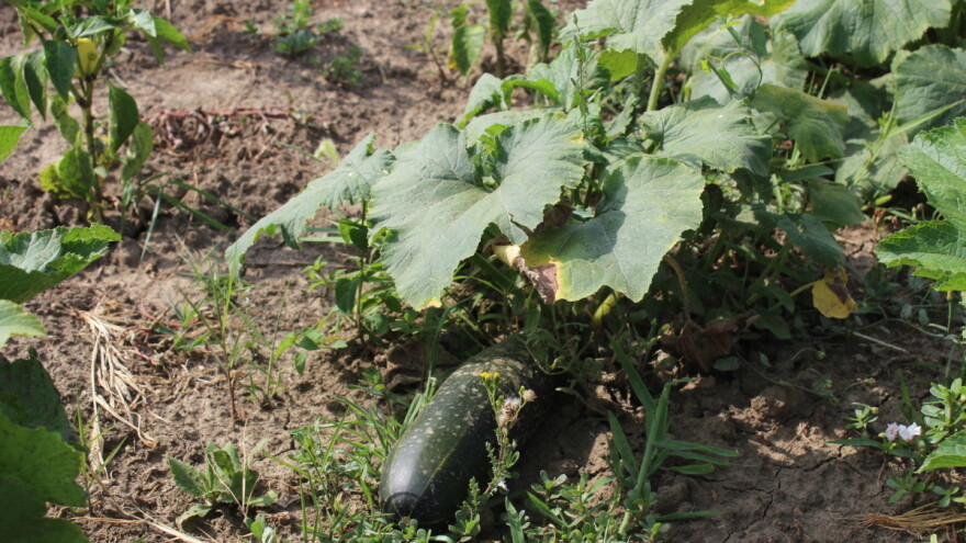 Povrća u Požeštini unatoč mrazu, suši, poplavi i ledu ima - nedostaju kupci?