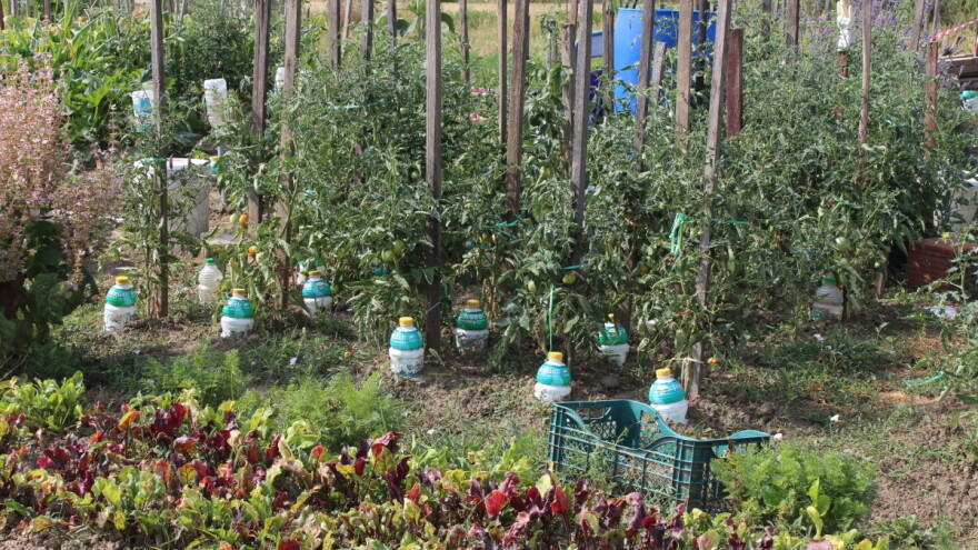 Vrt u julu: Evo šta možete sijati i saditi uprkos vrućinama