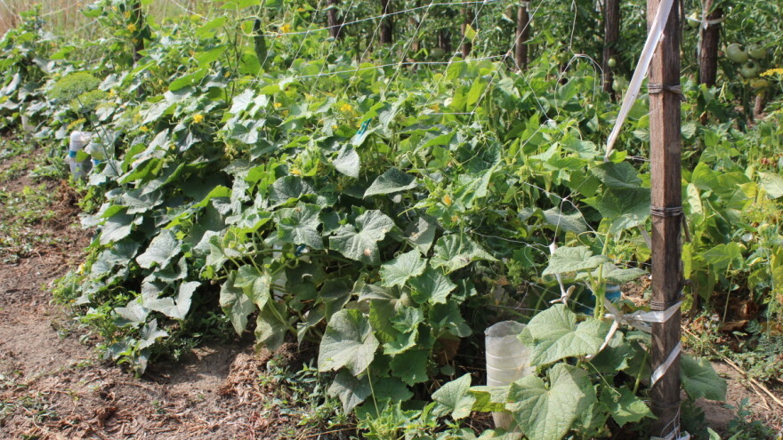 S tržišta RH povlači se sredstvo na osnovi aktivne tvari fenbukonazol