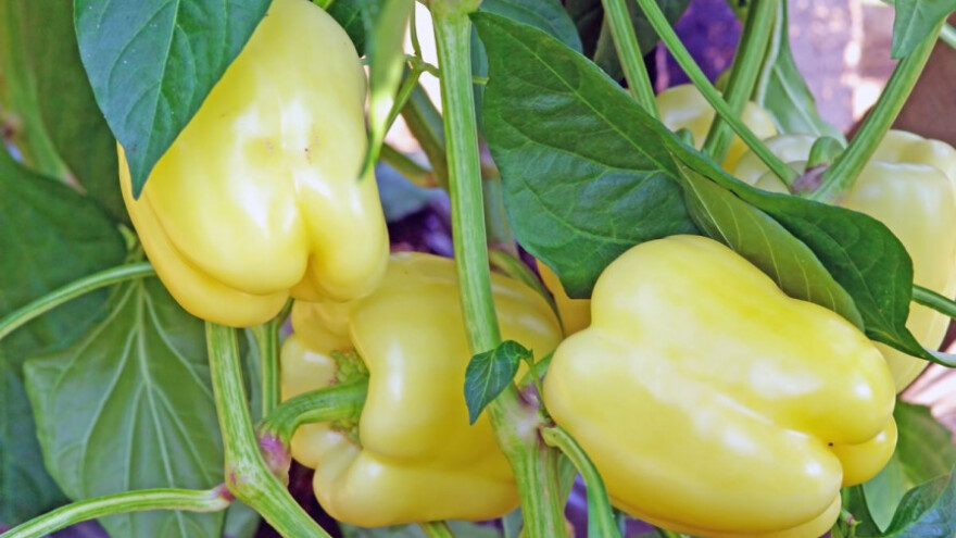 Kako pomoći povrću da preživi ove temperature?