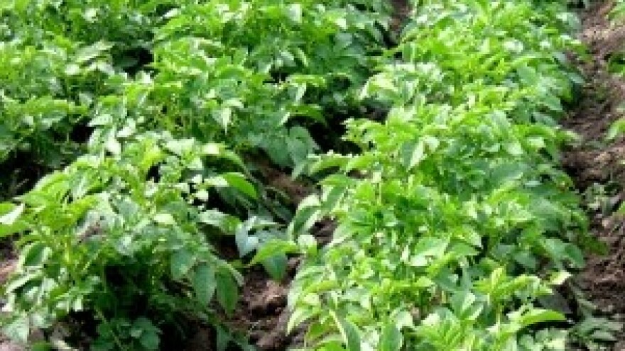 Građanima u zakup zemljište za uzgoj povrća