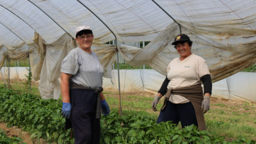 Cijene povrća padaju i u Poljskoj