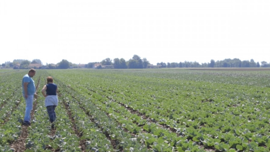 Proizvodnja povrća za međunarodno tržište