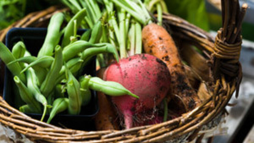 Suvremeni pristup gnojidbi i nova gnojiva za povrće (1. dio)