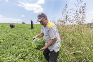 Povrtari nezadovoljni: nama za štetu od suše ni marke