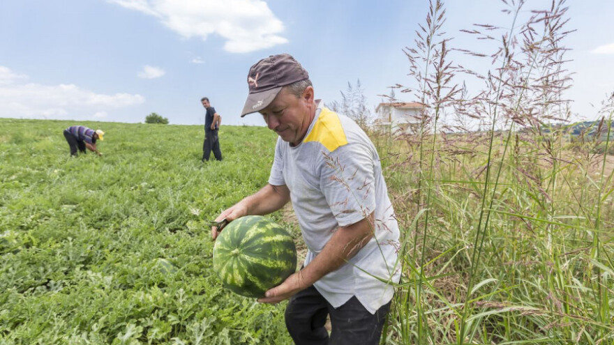 Povrtari nezadovoljni: nama za štetu od suše ni marke
