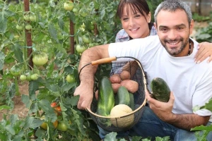 Novi model izravnih plaćanja - spas za povrtlare!