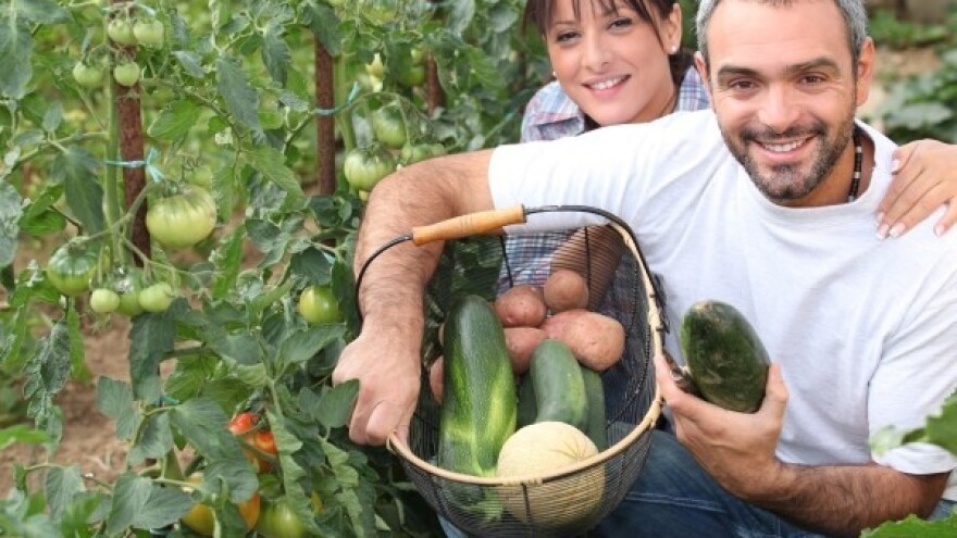 Novi model izravnih plaćanja - spas za povrtlare!