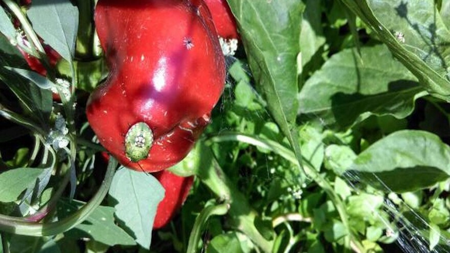 Povrtna stenica zadaje muke povrtarima u Jagodini i Ćupriji