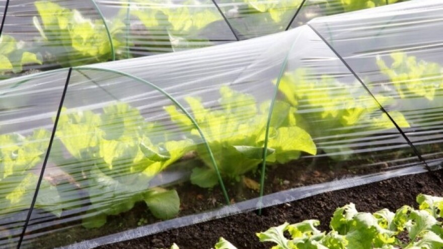 Kako zaštititi povrtne kulture?