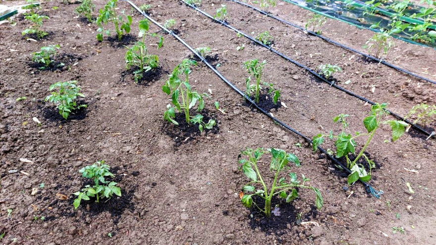 Evo 5 načina kako osnažiti biljke nakon zahlađenja, vjetra, grada