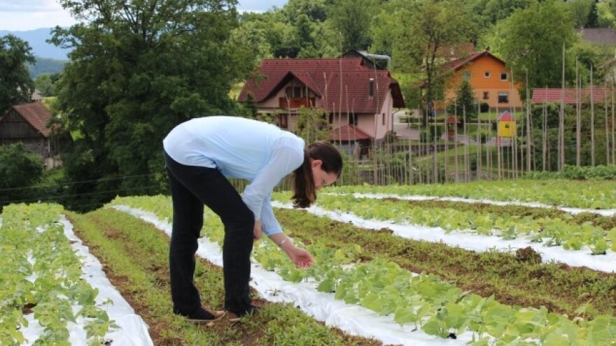 Kako riješiti najčešće probleme u povrtnjaku?