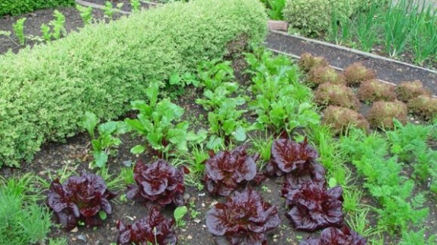 Humitek - poboljšanje kvalitete tla i bolji rast biljaka