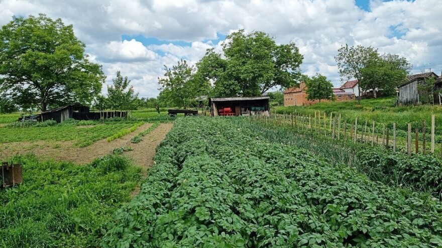 Zaštita povrća od bolesti u 7 koraka