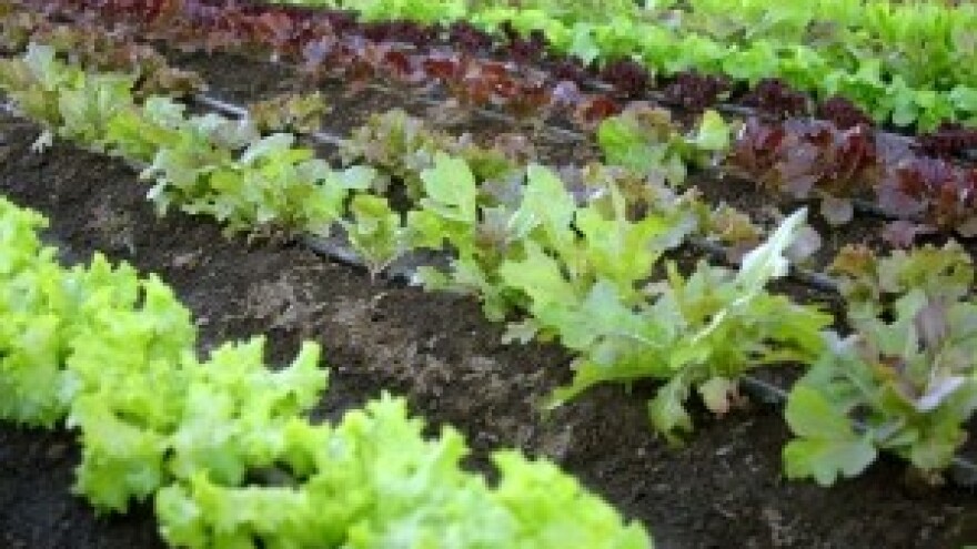 Zemljišni štetnici povrtnih kultura