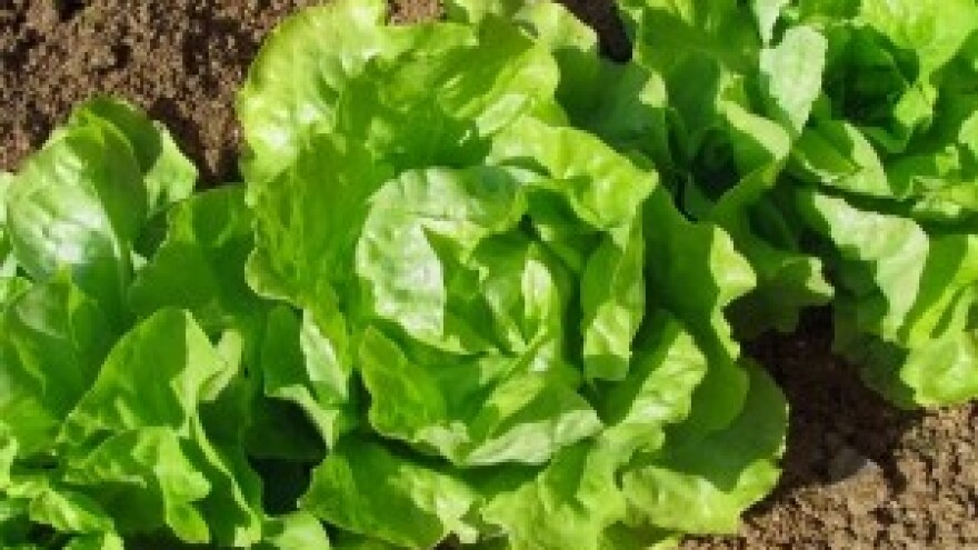 Kako poboljšati vrijednost tla prije sadnje