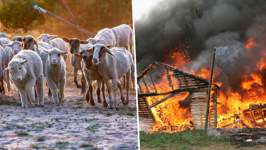 U požaru na Sardiniji stradala stoka, usjevi, farme, a ljudi evakuirani
