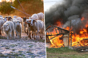 U požaru na Sardiniji stradala stoka, usjevi, farme, a ljudi evakuirani