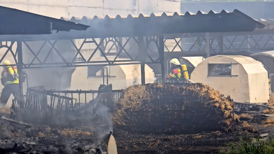 U požaru na farmi u Njemačkoj stradalo 100 teladi