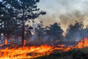 Žarišta požara dosegla nove ekstreme, ali se globalne emisije smanjuju