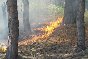 Izgorjelo više hektara šume i pčelinje košnice