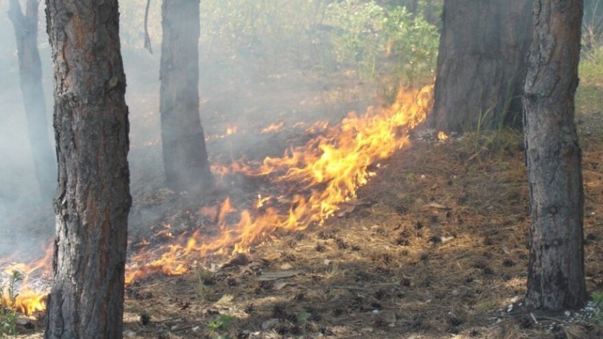 Izgorjelo više hektara šume i pčelinje košnice