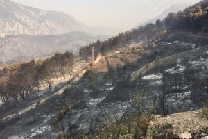 Izgorjela vinarija, stoka, vinogradi i maslinici