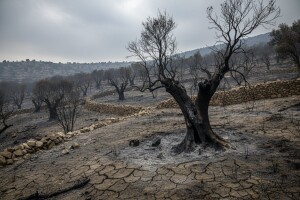 Požar poharao stotine maslinika