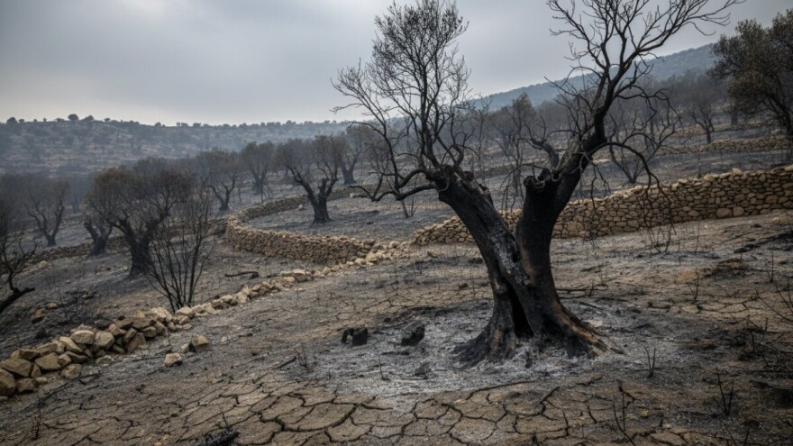 Požar poharao stotine maslinika
