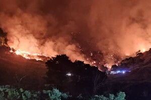 Vatra guta i 100 godina staru šumu dalmatinskog crnog bora, autohtonog crnogoričnog drveta