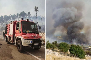 Požari su ovog ljeta uništili stotine hektara stoljetnih borovih šuma - što sada?