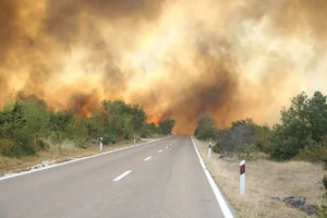 Požari u Dalmaciji tjeraju vuka u Slavoniju
