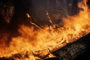 Ugrožena drvna zaliha i visokovrijedna šuma
