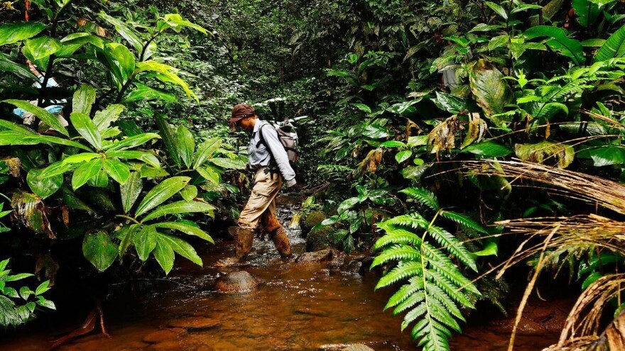 Krije li se iza požara u Amazoniji veliki svjetski biznis s govedinom?