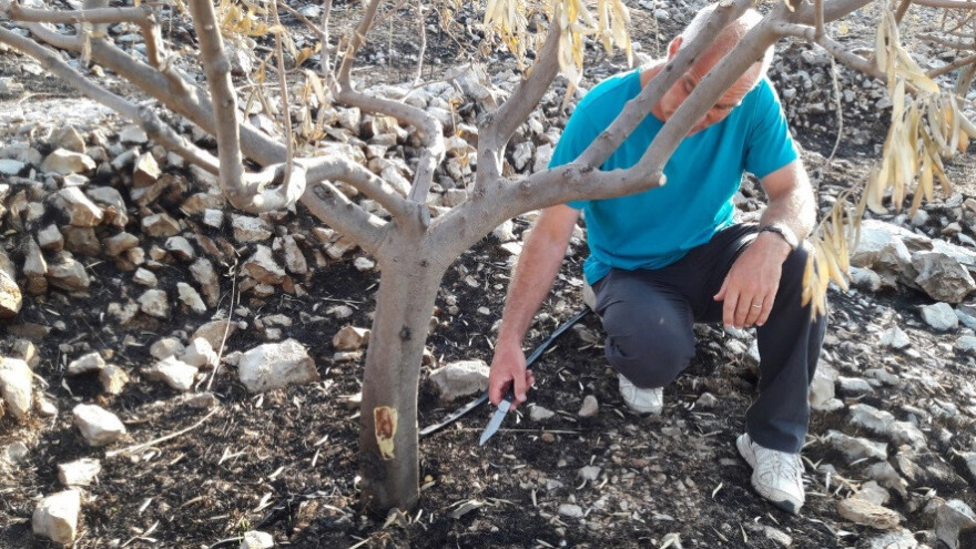 Kako sanirati štete od požara na višegodišnjim nasadima?