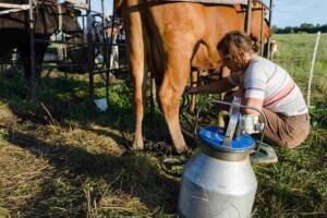 Pozitivni rezultati revizije mljekara u BiH
