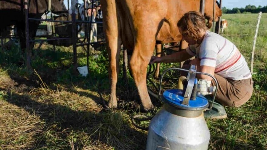 Pozitivni rezultati revizije mljekara u BiH