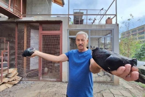 Ima 600 golubova - zna brojeve svih prstenova
