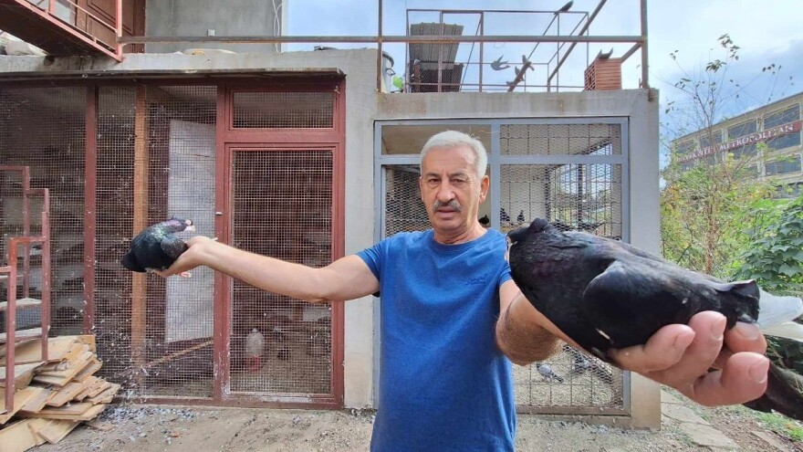 Ima 600 golubova - zna brojeve svih prstenova