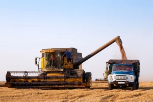 Požnjeveno 50 odsto površina pod pšenicom