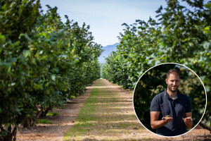 Stjenica desetkuje domaću proizvodnju lješnjaka - poljoprivrednici traže hitno odobrenje insekticida