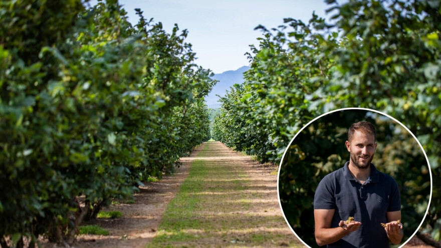 Stjenica desetkuje domaću proizvodnju lješnjaka - poljoprivrednici traže hitno odobrenje insekticida