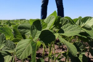 Više mahuna, veći prinos soje: Chromos Agro predstavio G-Flow Pro biostimulator