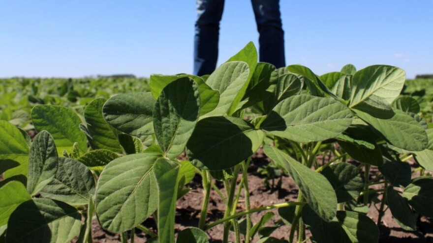 Više mahuna, veći prinos soje: Chromos Agro predstavio G-Flow Pro biostimulator