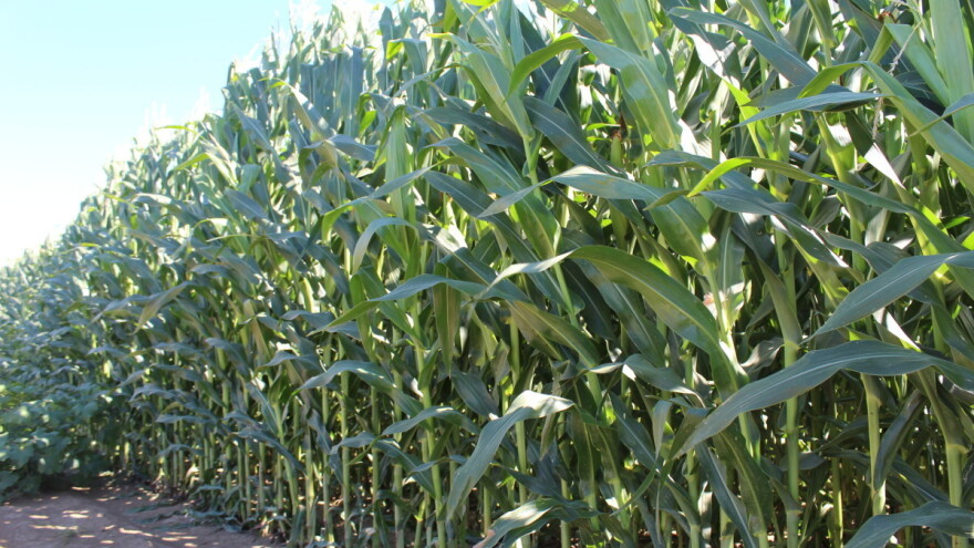 Suša u Srbiji nikoga ne zaobilazi: Pogođeni i ratari i voćari